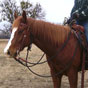 Rope Halter and Custom Headstall